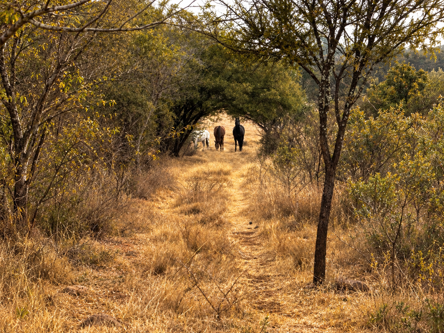 Three horses walking beneath an arch of trees along a golden farm path.