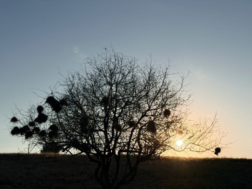 Bare winter tree silhouetted against the quiet evening sky