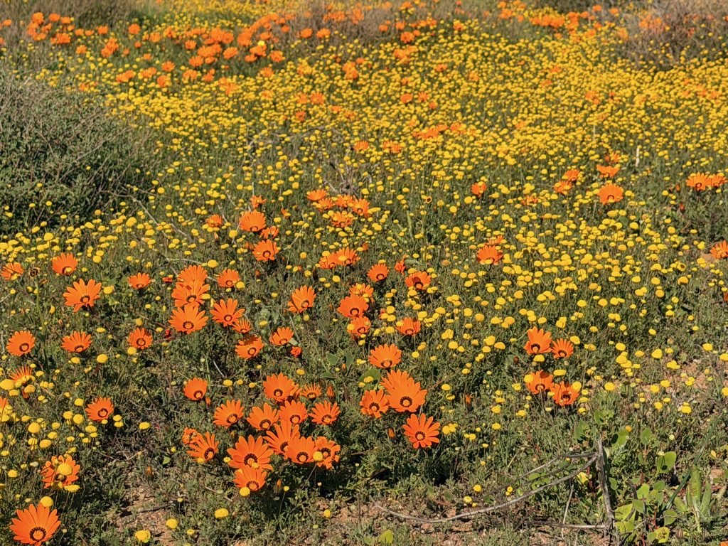 Orange and yellow wildflowers growing abundantly in the summer sunshine.
