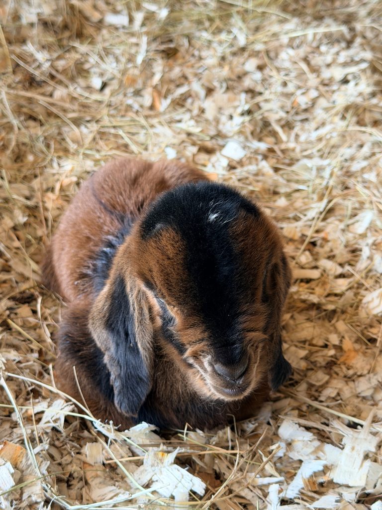 Sleeping newborn goat at Bountiful Serenity Lifestyle Farm