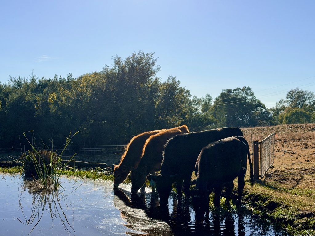 Cattle gathered beside the dam at Bountiful Serenity Lifestyle Farm
