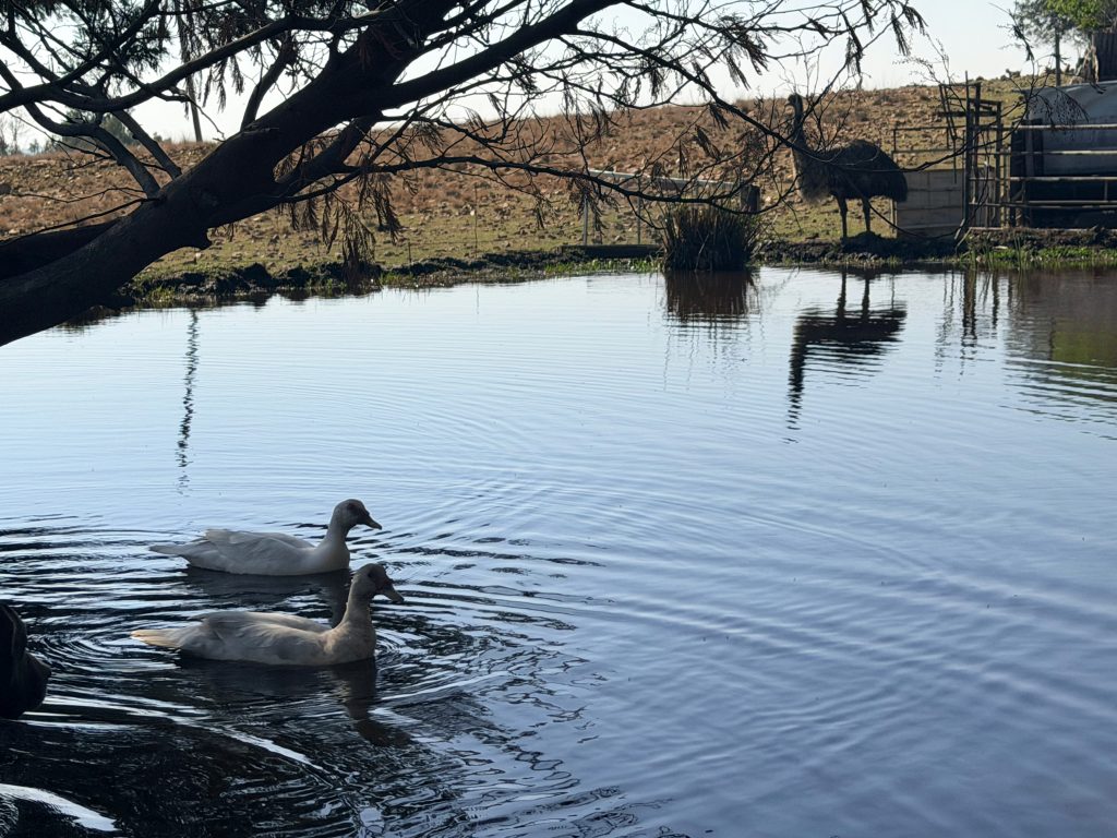 Ducks swimming on the farm dam with an emu standing beyond at Bountiful Serenity Lifestyle Farm ordinary moments we treasure