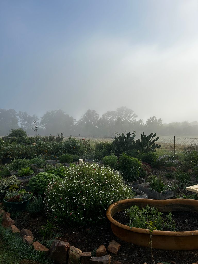 Misty garden at Bountiful Serenity Lifestyle Farm
