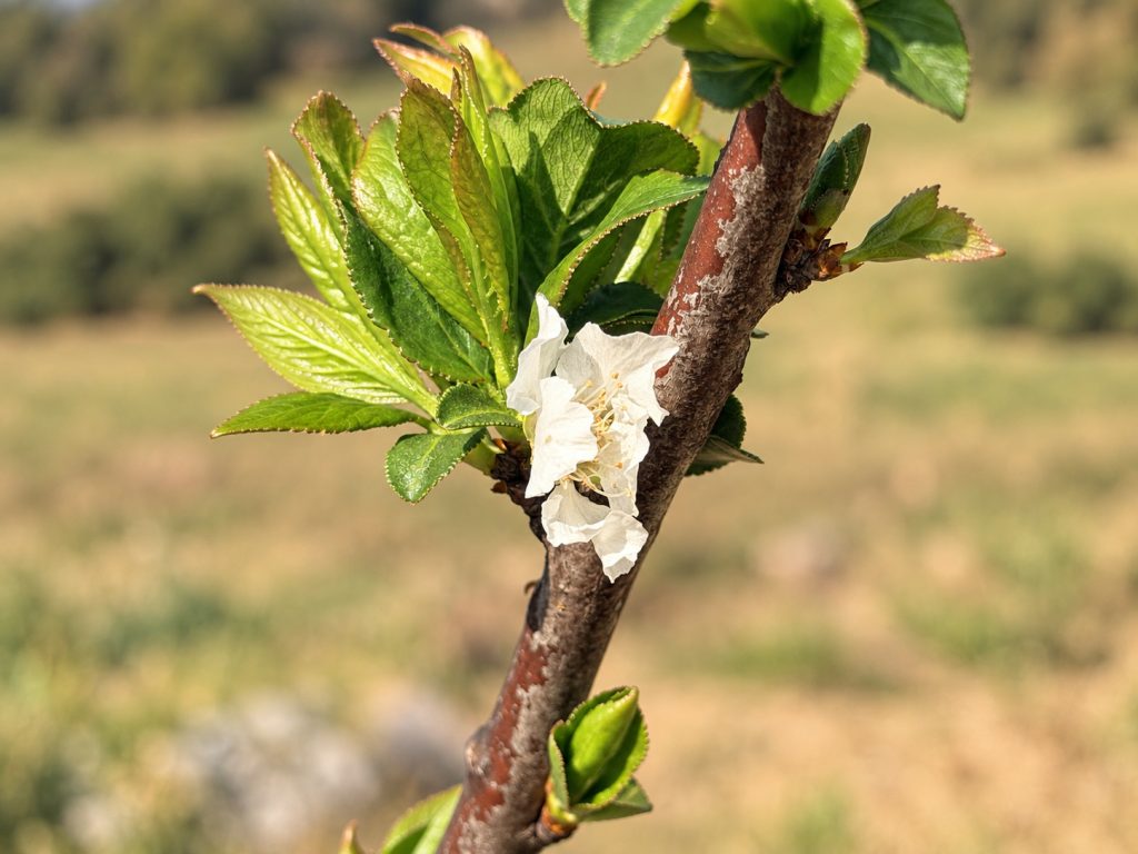 White spring blossom opening on a young fruit tree at Bountiful Serenity Lifestyle Farm